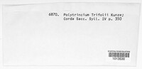 Polythrincium trifolii image